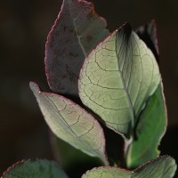 Vaccinium symplocifolium (D.Don ex G.Don) Alston